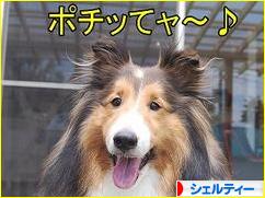 にほんブログ村 犬ブログ シェルティーへ
