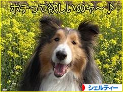 にほんブログ村 犬ブログ シェルティーへ