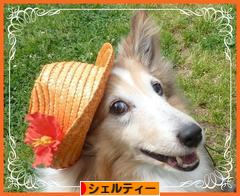 にほんブログ村 犬ブログ シェルティーへ