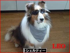 にほんブログ村 犬ブログ シェルティーへ