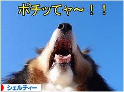 にほんブログ村 犬ブログ シェルティーへ