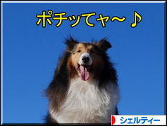 にほんブログ村 犬ブログ シェルティーへ