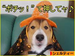にほんブログ村 犬ブログ シェルティーへ