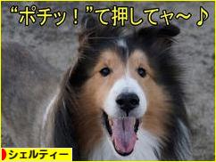 にほんブログ村 犬ブログ シェルティーへ