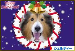 にほんブログ村 犬ブログ シェルティーへ