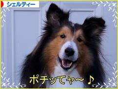 にほんブログ村 犬ブログ シェルティーへ