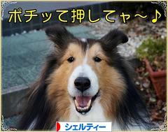 にほんブログ村 犬ブログ シェルティーへ