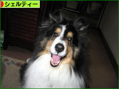 にほんブログ村 犬ブログ シェルティーへ