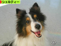 にほんブログ村 犬ブログ シェルティーへ