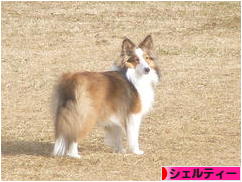 にほんブログ村 犬ブログ シェルティーへ