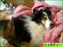 にほんブログ村 犬ブログ シェルティーへ