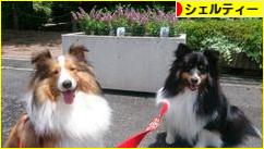 にほんブログ村 犬ブログ シェルティーへ