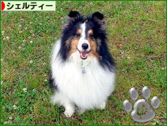 にほんブログ村 犬ブログ シェルティーへ