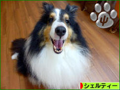 にほんブログ村 犬ブログ シェルティーへ