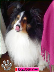 にほんブログ村 犬ブログ シェルティーへ