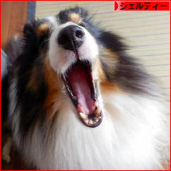 にほんブログ村 犬ブログ シェルティーへ