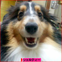 にほんブログ村 犬ブログ シェルティーへ