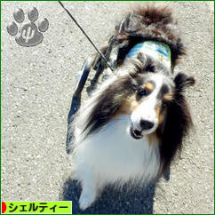にほんブログ村 犬ブログ シェルティーへ