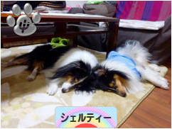 にほんブログ村 犬ブログ シェルティーへ