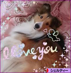 にほんブログ村 犬ブログ シェルティーへ
