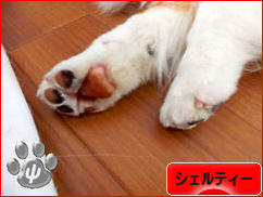 にほんブログ村 犬ブログ シェルティーへ