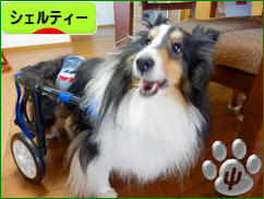 にほんブログ村 犬ブログ シェルティーへ