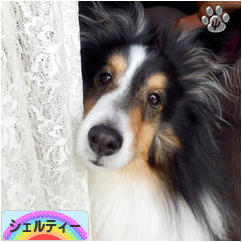 にほんブログ村 犬ブログ シェルティーへ