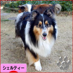にほんブログ村 犬ブログ シェルティーへ