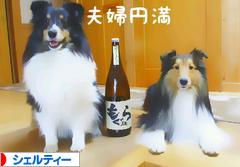 にほんブログ村 犬ブログ シェルティーへ