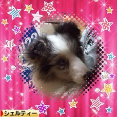 にほんブログ村 犬ブログ シェルティーへ