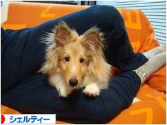 にほんブログ村 犬ブログ シェルティーへ