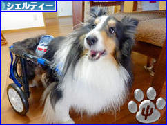 にほんブログ村 犬ブログ シェルティーへ