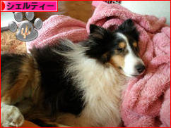 にほんブログ村 犬ブログ シェルティーへ