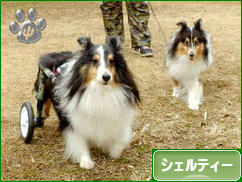 にほんブログ村 犬ブログ シェルティーへ