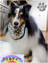 にほんブログ村 犬ブログ シェルティーへ