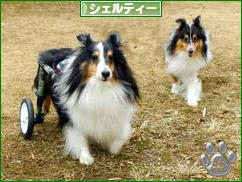 にほんブログ村 犬ブログ シェルティーへ