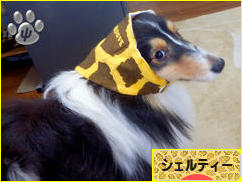 にほんブログ村 犬ブログ シェルティーへ