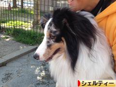 にほんブログ村 犬ブログ シェルティーへ