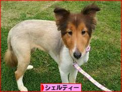 にほんブログ村 犬ブログ シェルティーへ