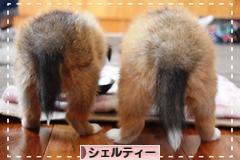 にほんブログ村 犬ブログ シェルティーへ