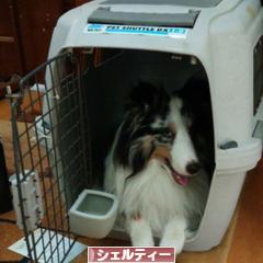 にほんブログ村 犬ブログ シェルティーへ