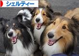 にほんブログ村 犬ブログ シェルティーへ