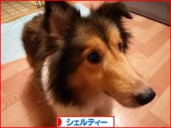 にほんブログ村 犬ブログ シェルティーへ