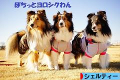 にほんブログ村 犬ブログ シェルティーへ