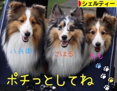 にほんブログ村 犬ブログ シェルティーへ