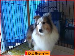 にほんブログ村 犬ブログ シェルティーへ