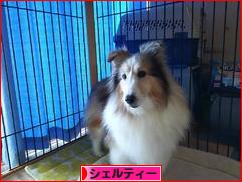 にほんブログ村 犬ブログ シェルティーへ