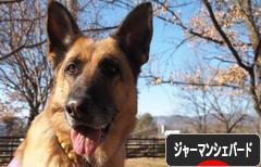 にほんブログ村 犬ブログ ジャーマンシェパードへ