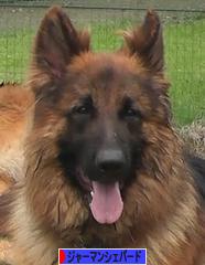 にほんブログ村 犬ブログ ジャーマンシェパードへ