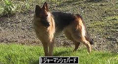 にほんブログ村 犬ブログ ジャーマンシェパードへ